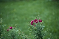 Flowers, plants, background, Autum