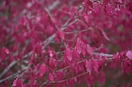 Flowers, plants, background, Autum