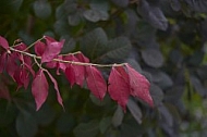 Flowers, plants, background, Autum