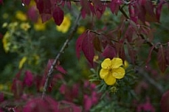 Flowers, plants, background, Autum