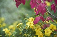 Flowers, plants, background, Autum