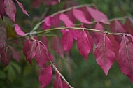 Flowers, plants, background, Autum