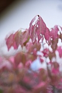 Flowers, plants, background, Autum