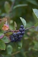 Flowers, plants, background, Autum