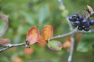 Flowers, plants, background, Autum