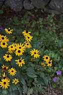 Flowers, plants, background, Autum