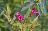 Flowers, plants, background, Autum