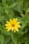 Flowers, plants, background, Autum