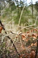 Flowers, plants, background, Autum