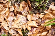 Flowers, plants, background, Autum