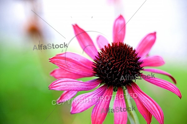 Flowers, plants, background, Autum