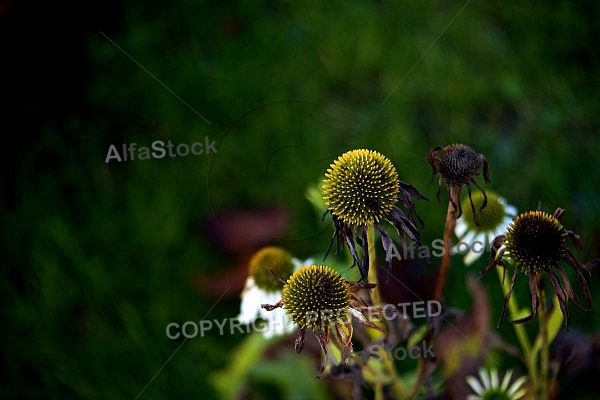 Flowers, plants, background, Autum