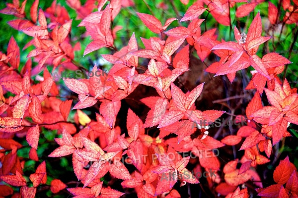 Flowers, plants, background, Autum