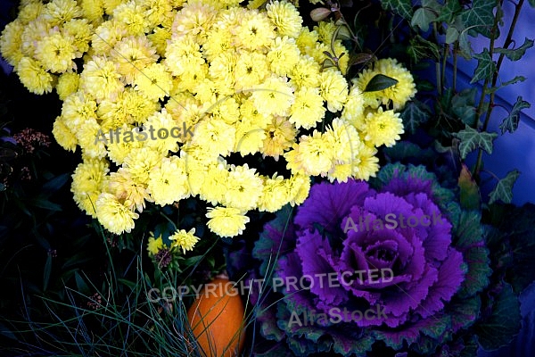 Flowers, plants, background, Autum