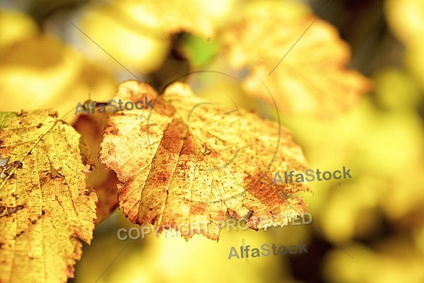 Flowers, plants, background, Autum