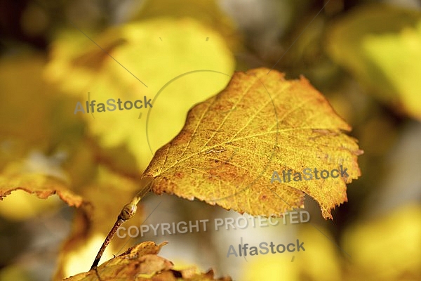 Flowers, plants, background, Autum