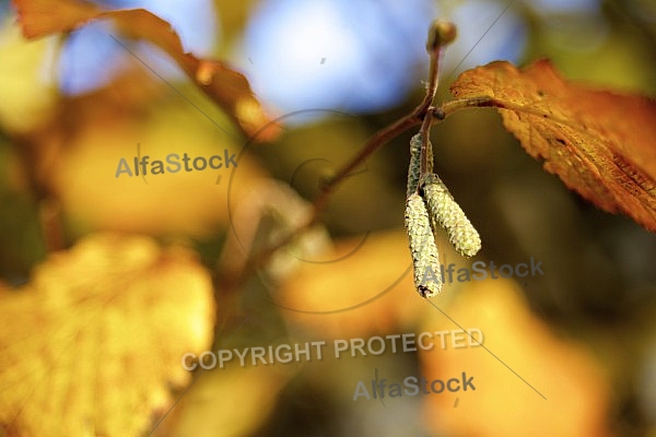 Flowers, plants, background, Autum