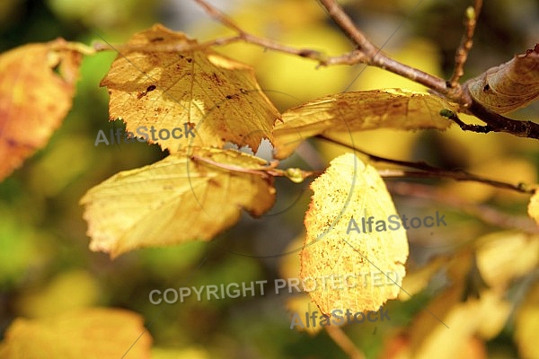 Flowers, plants, background, Autum