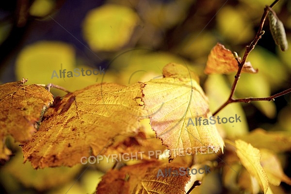 Flowers, plants, background, Autum