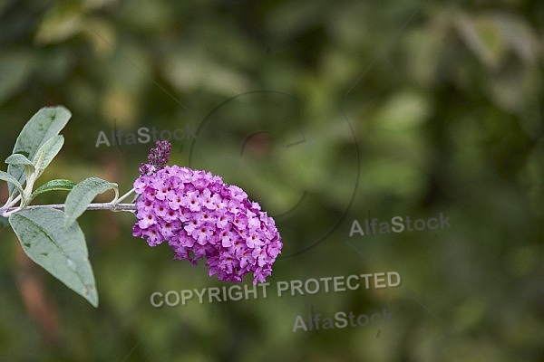 Flowers, plants, background, Autum