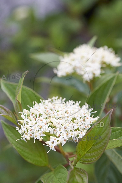 Flowers, plants, background, Autum