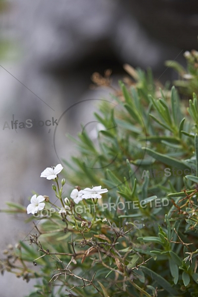 Flowers, plants, background, Autum