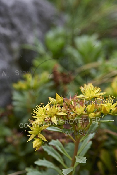 Flowers, plants, background, Autum