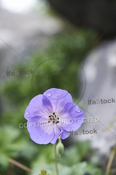 Flowers, plants, background, Autum