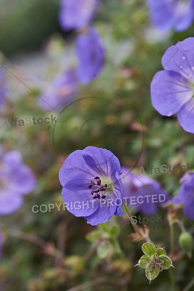 Flowers, plants, background, Autum