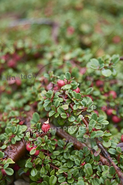 Flowers, plants, background, Autum