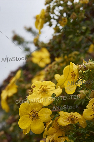 Flowers, plants, background, Autum