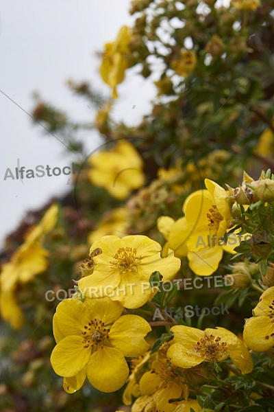 Flowers, plants, background, Autum