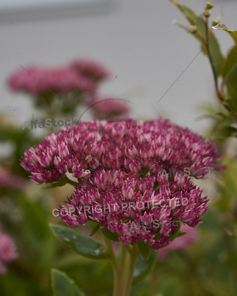 Flowers, plants, background, Autum