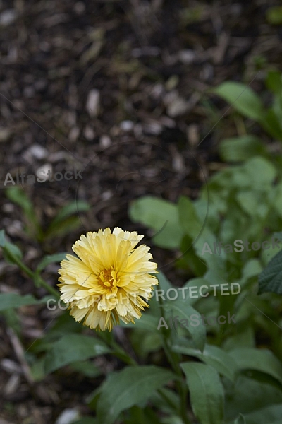 Flowers, plants, background, Autum