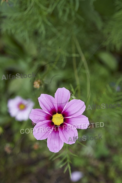 Flowers, plants, background, Autum