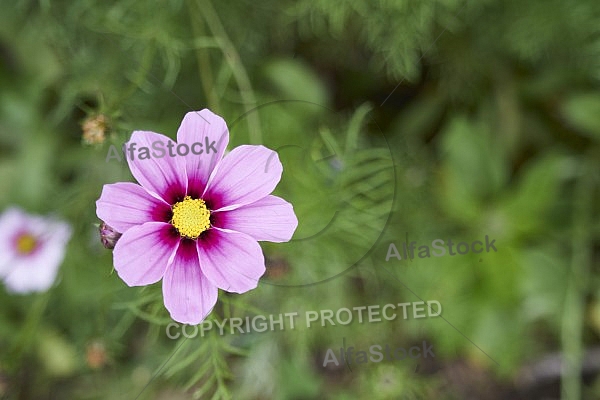 Flowers, plants, background, Autum