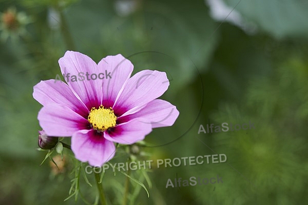 Flowers, plants, background, Autum