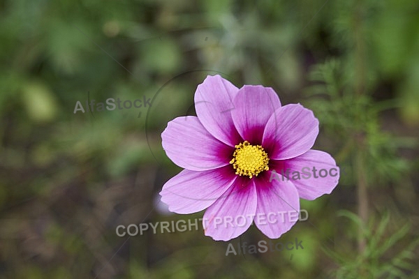 Flowers, plants, background, Autum