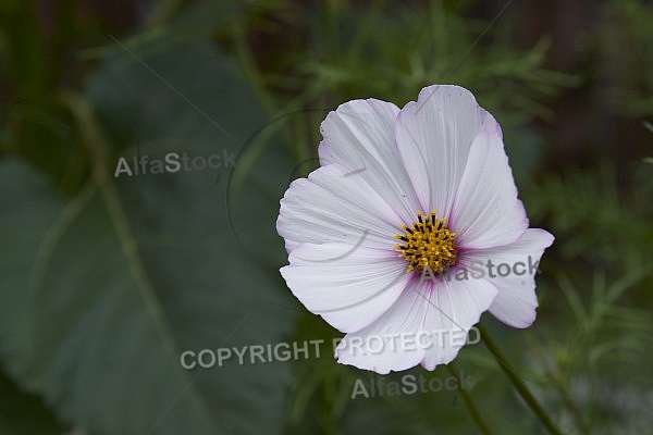 Flowers, plants, background, Autum