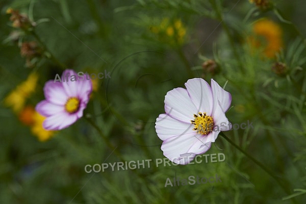 Flowers, plants, background, Autum