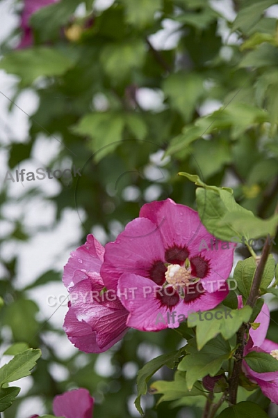 Flowers, plants, background, Autum