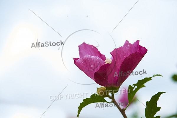 Flowers, plants, background, Autum