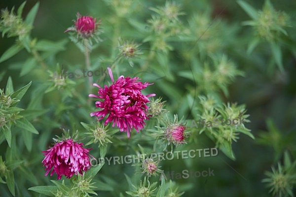 Flowers, plants, background, Autum