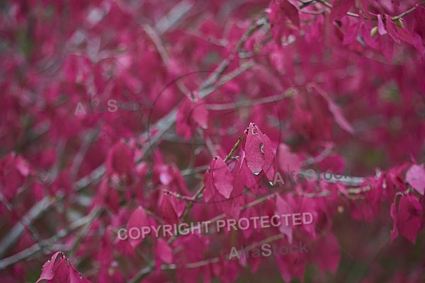 Flowers, plants, background, Autum