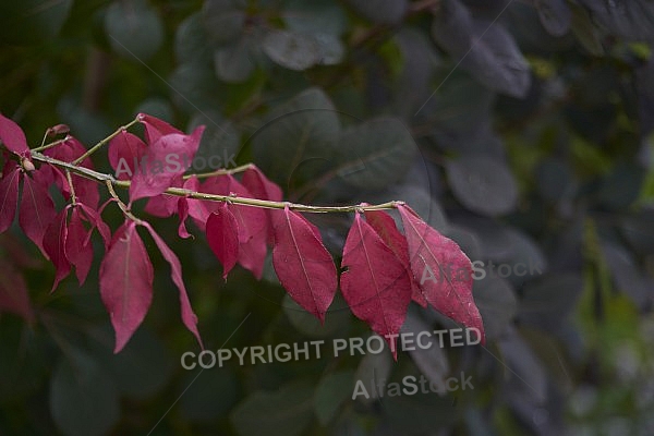 Flowers, plants, background, Autum