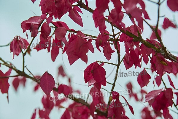 Flowers, plants, background, Autum