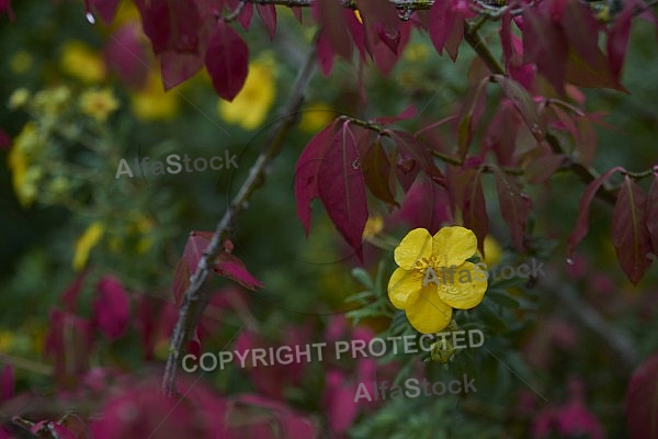 Flowers, plants, background, Autum