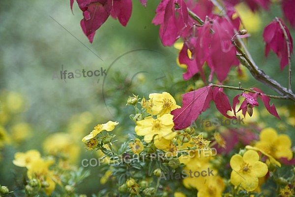 Flowers, plants, background, Autum