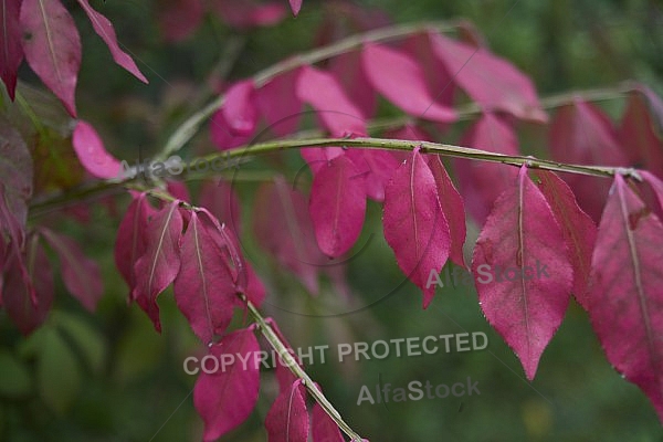 Flowers, plants, background, Autum