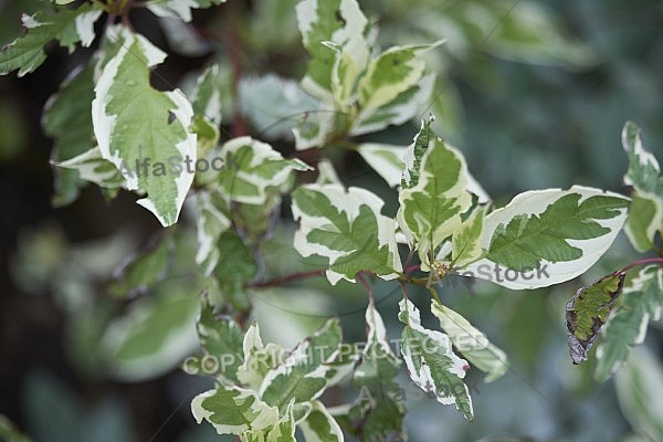 Flowers, plants, background, Autum